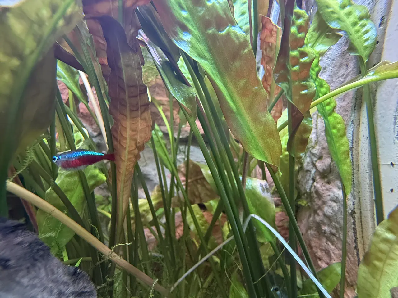 Billede 6 - Akvarium med alt tilbehør