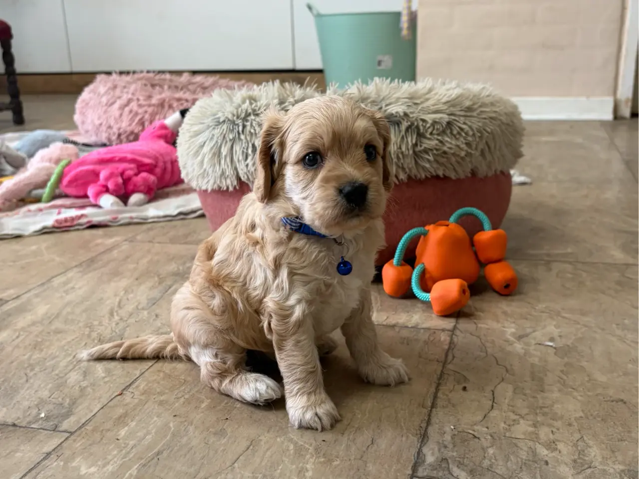 Billede 4 - De smukkeste F1 Cavapoo babyer