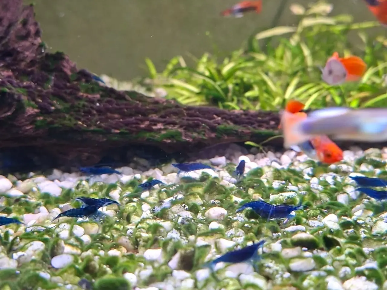 Billede 2 - Neocaridina Blue Dream Rejer