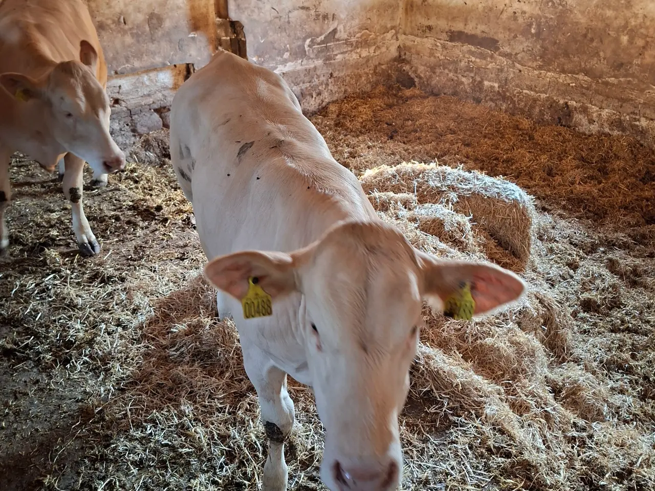 Billede 1 - 3 stk. flotte pollede blonde kvier