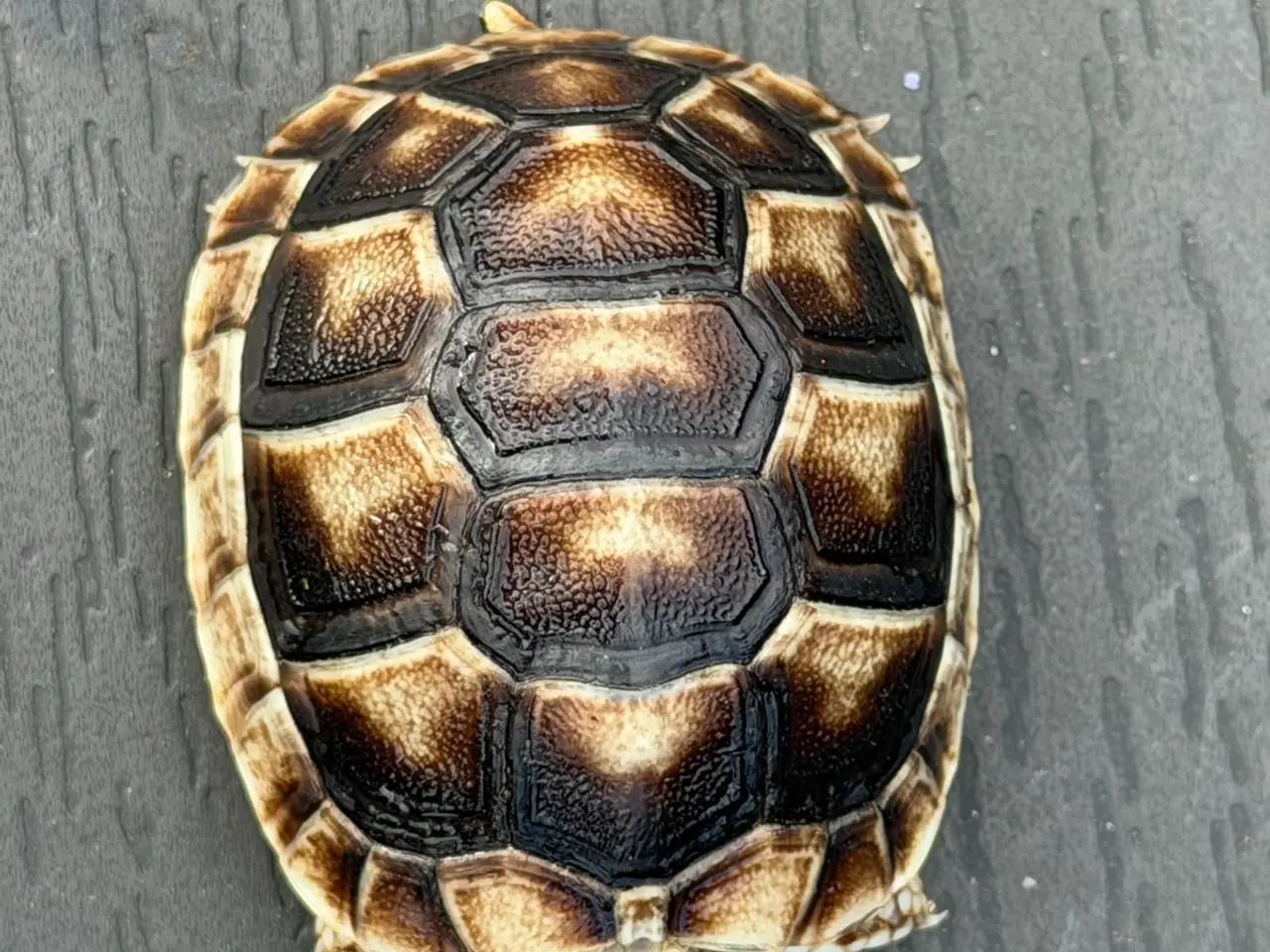 Billede 2 - Græske landskildpadder