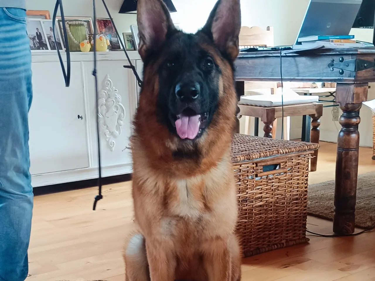 Billede 1 - Schæfer hund tæve 1 år