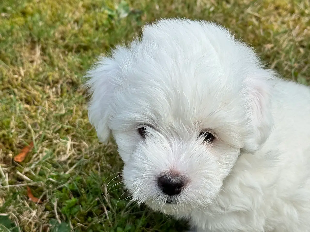 Billede 12 - Coton de tulear/havaton blanding
