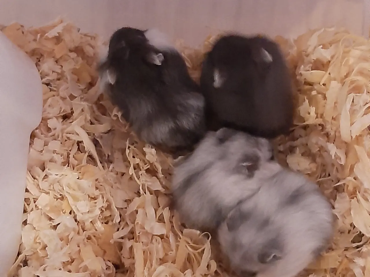 Billede 3 - Søde dværghamstere til salg 🐹