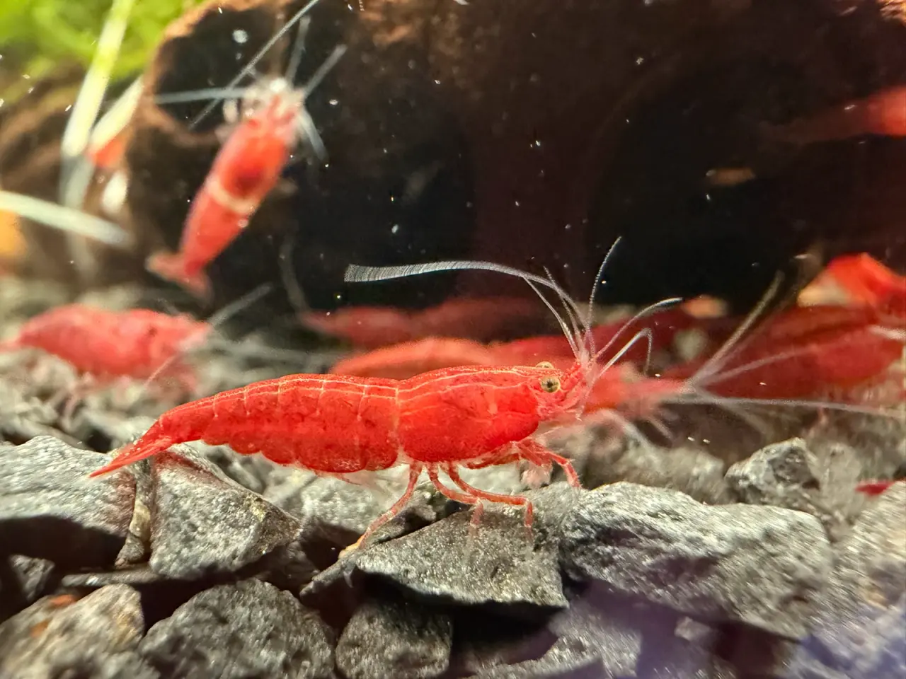 Billede 3 - đSuper flotte Fire Red rejerđ lysere og mĂĽrkere