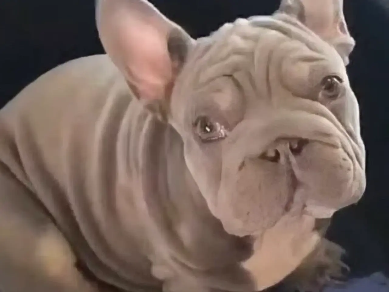 Billede 5 - Fransk Velvet bulldog dreng.