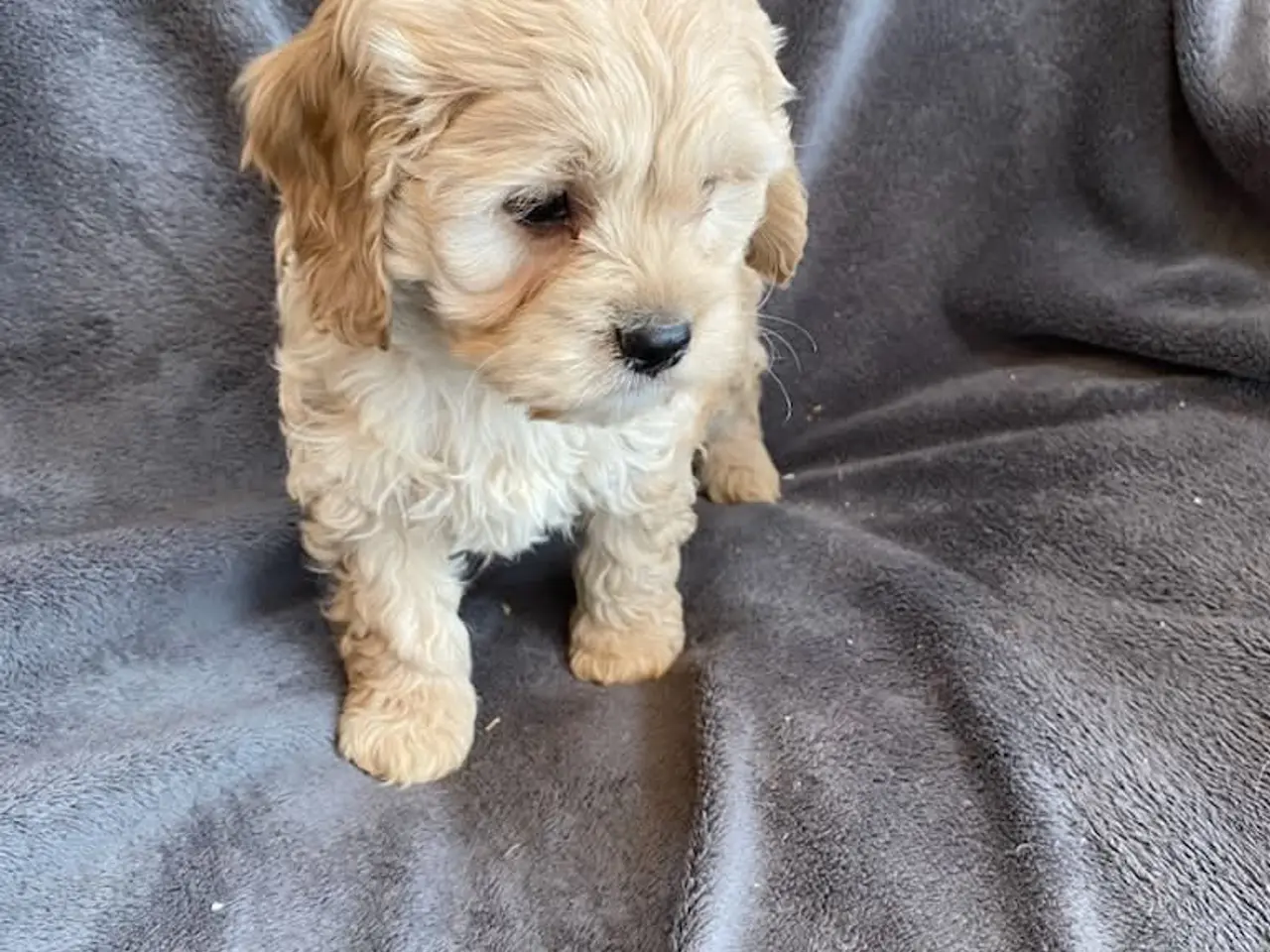 Billede 7 - Cocker Poo