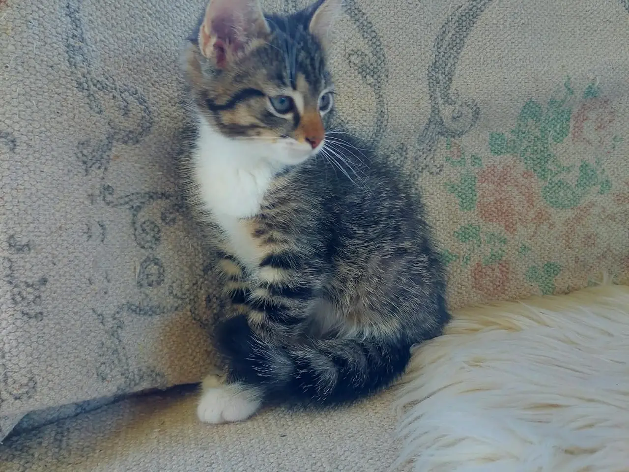 Billede 5 - Maincoon blanding killinger
