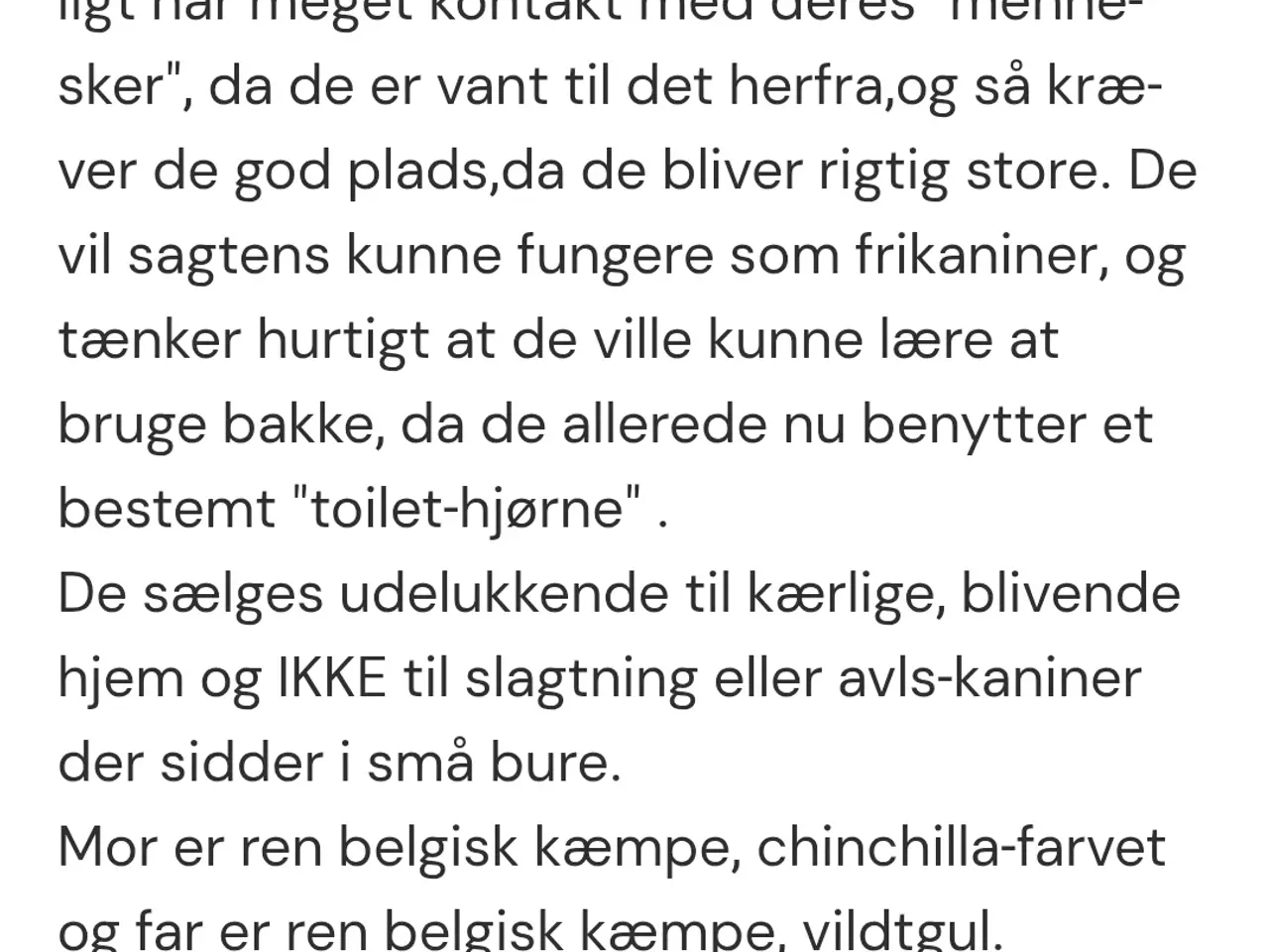 Billede 2 - Meget tamme Belgisk kæmpe unger