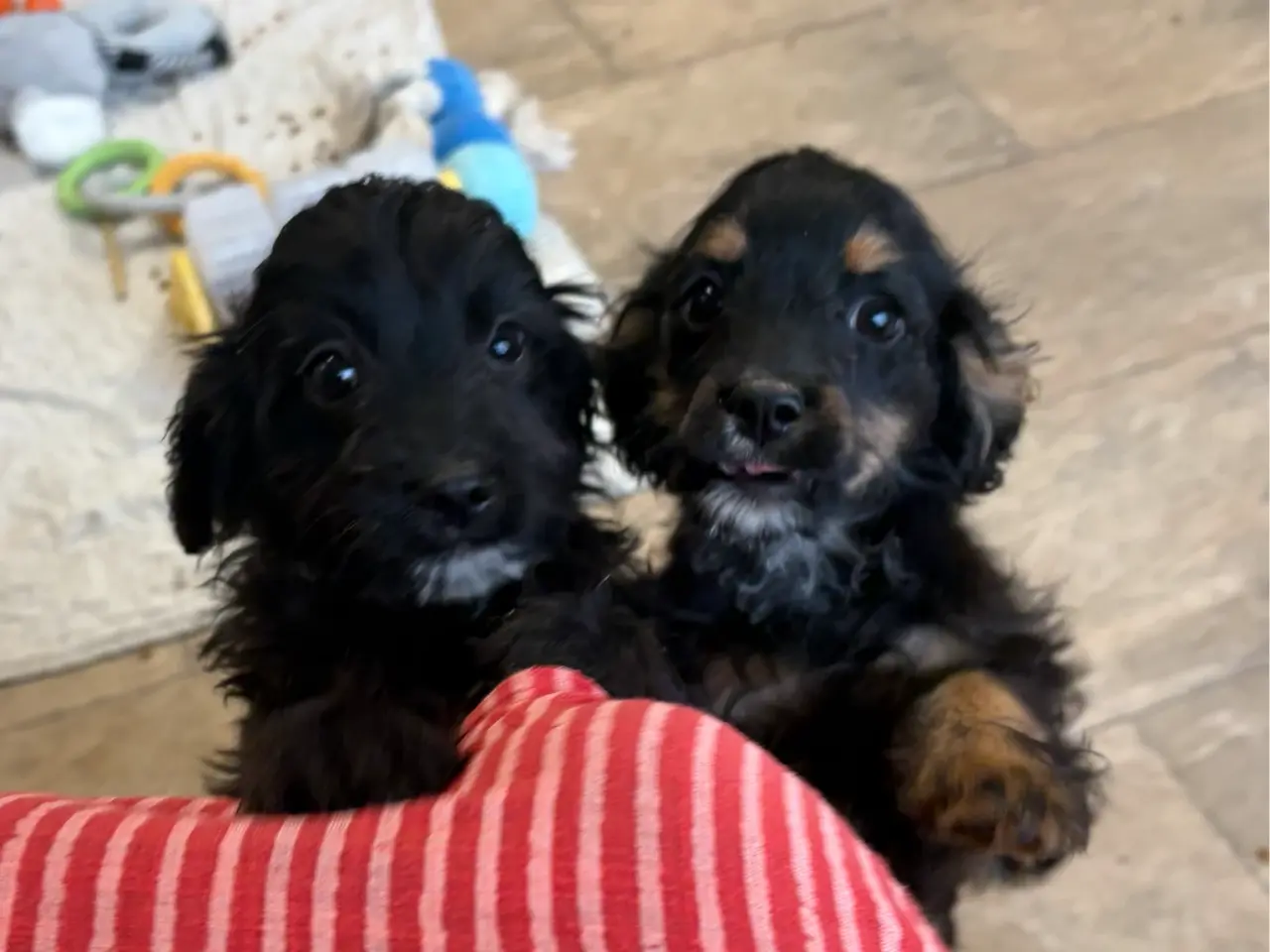 Billede 13 - Små virkelig fine mini Cavapoo babyer