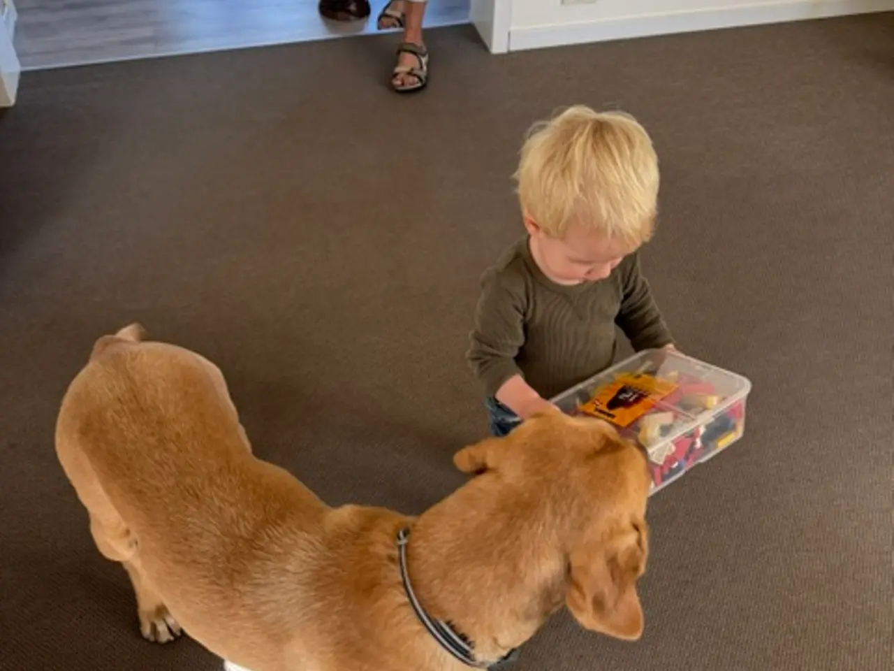 Billede 1 - Baloo er en dejlig gul labrador han på 2,5 år
