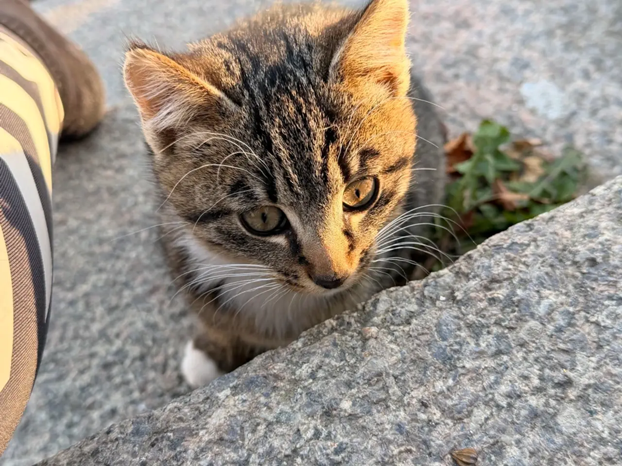 Billede 2 - Gårdkat