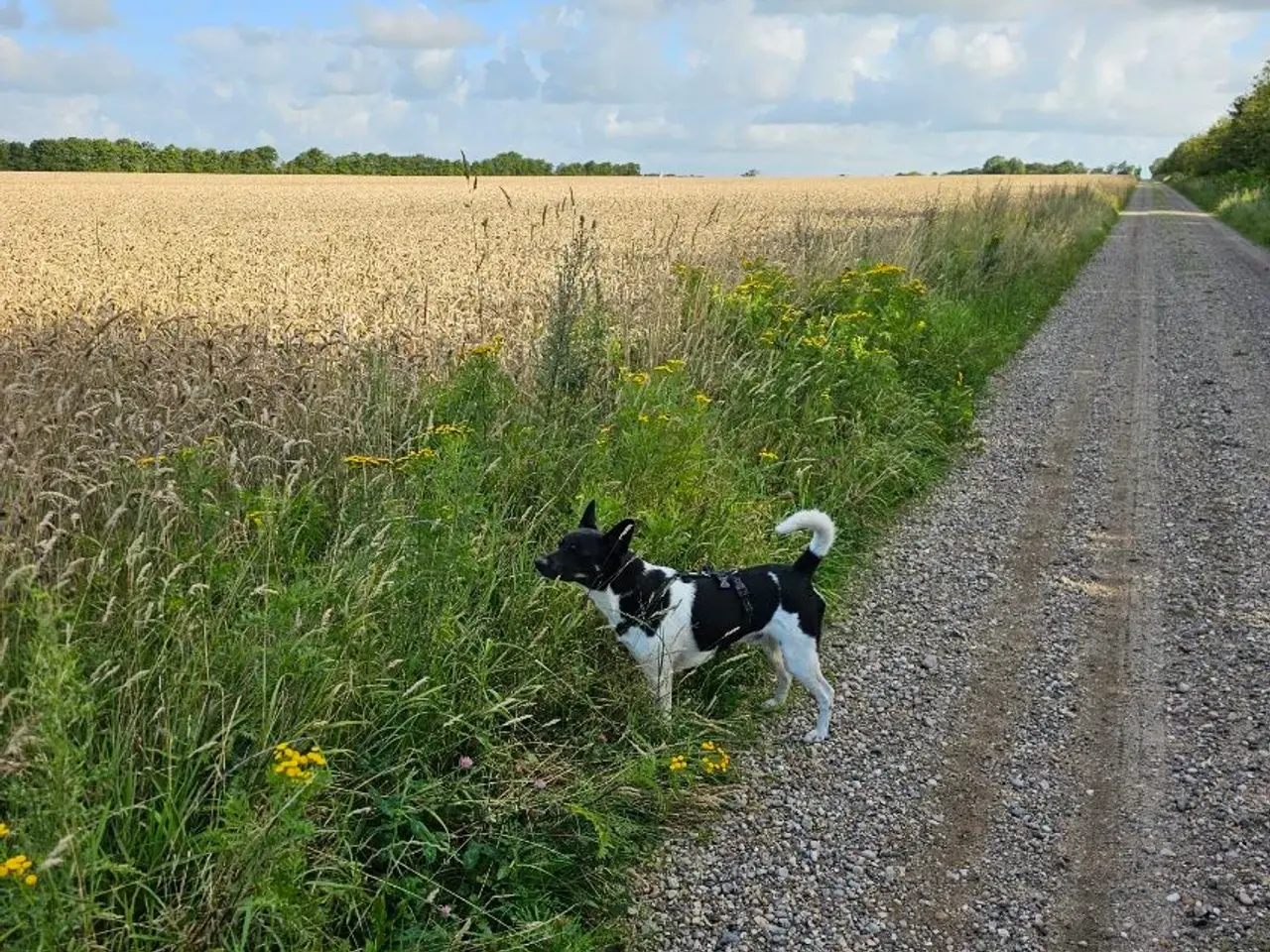 Billede 3 - Tilbydes til parring han hund 