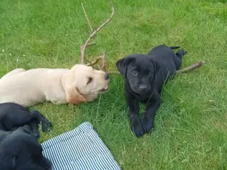 Labrador hvalpe