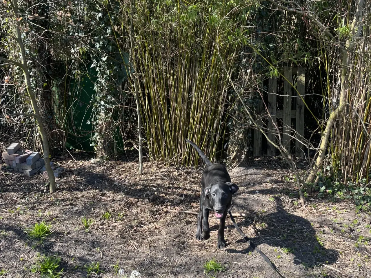 Billede 7 - 2 søde og aktive Dobermann blandingshvalpe