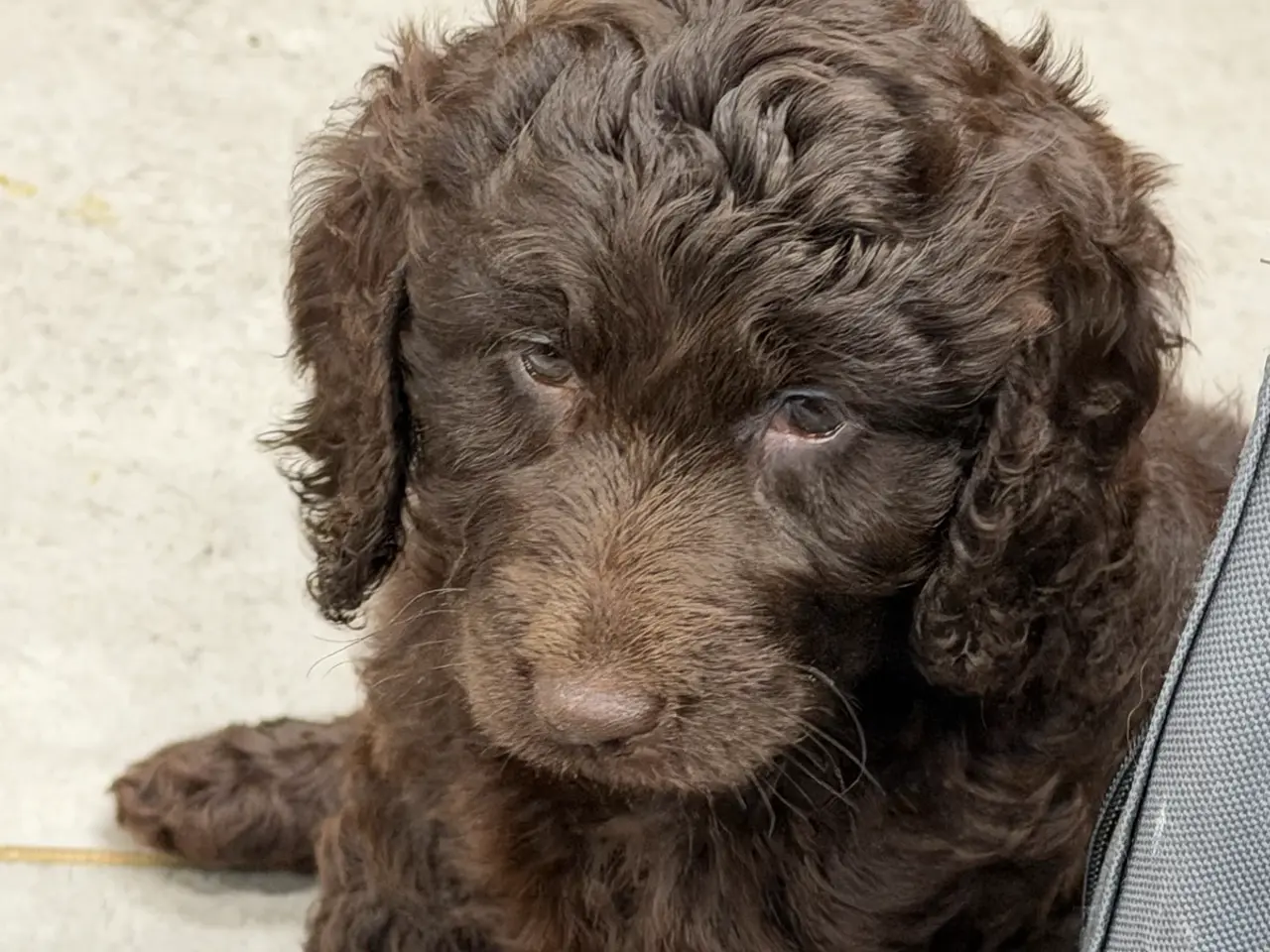 Billede 3 - 🤎🐾 5 skønne Cockapoo-piger i chokoladebrun 🐾🤎