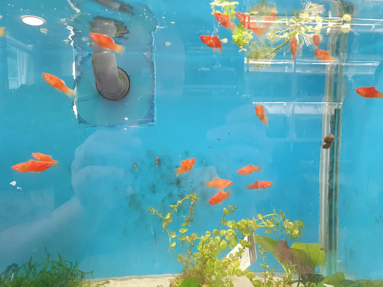 Billede 4 - ❤️🐟 RØD KORAL PLATY TIL SALG 🐟❤️