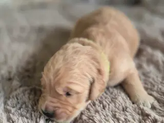10 skønne Golden Retriever-hvalpe søger deres komm - 5
