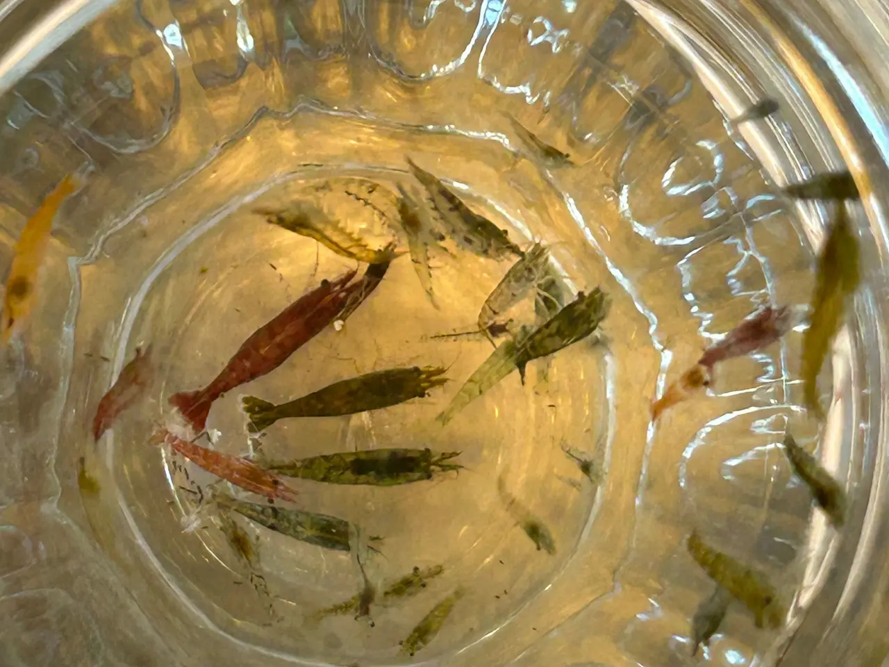 Billede 2 - 🦐 Neocaridina rejer – blandede 5stk | GLS