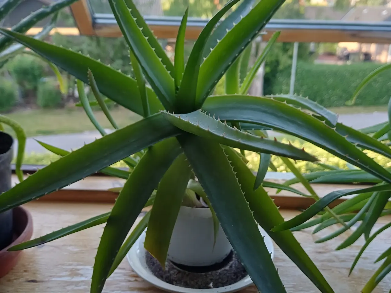 Billede 2 - Aloe Vera potteplanter - mange størrelser