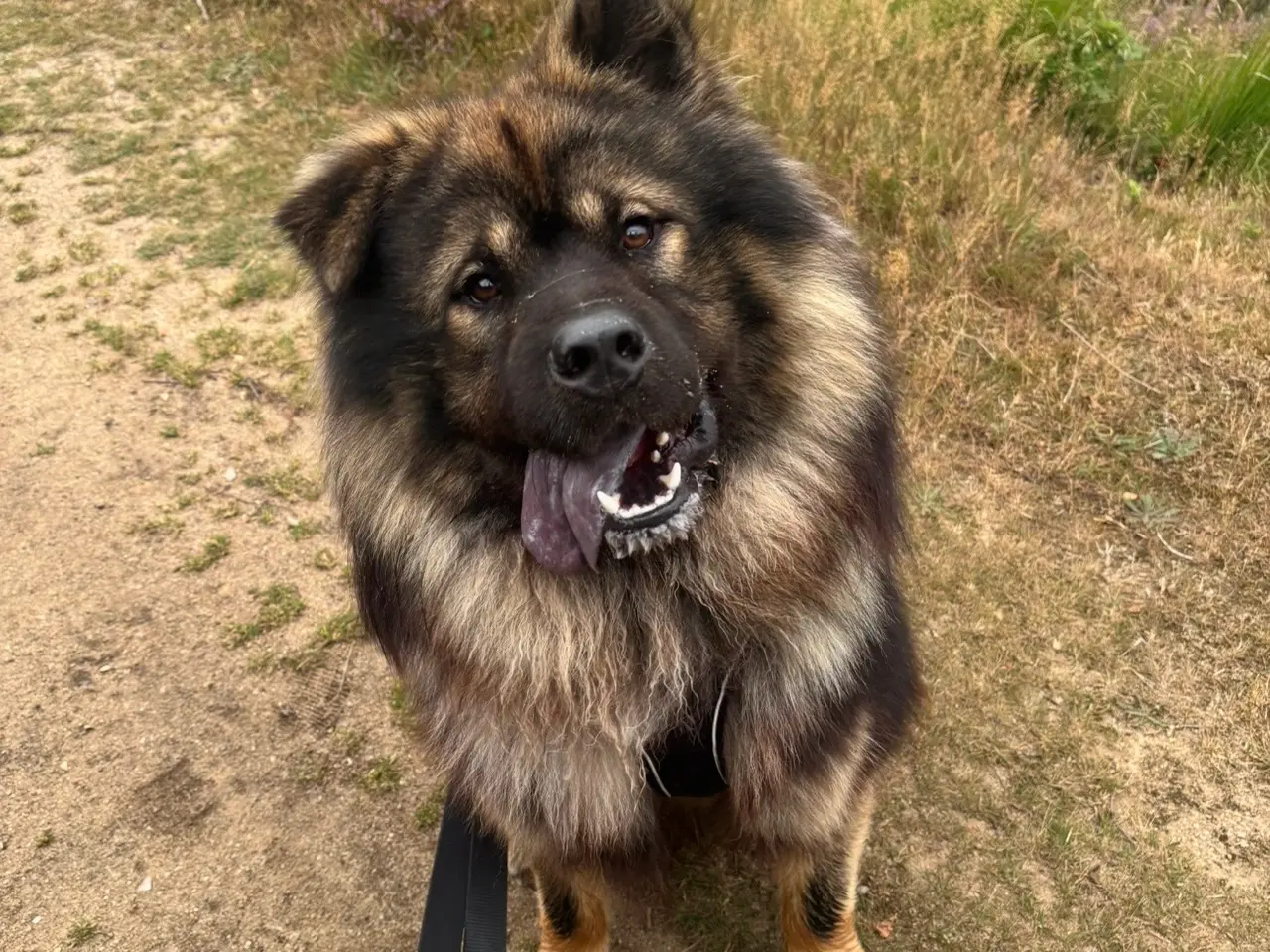 Billede 5 - Skønne samojede/eurasier-hvalpe søger kærlige hjem