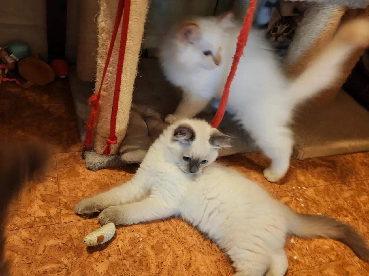 Billede 9 - Ragdoll - silke bløde skønne familie'venner 