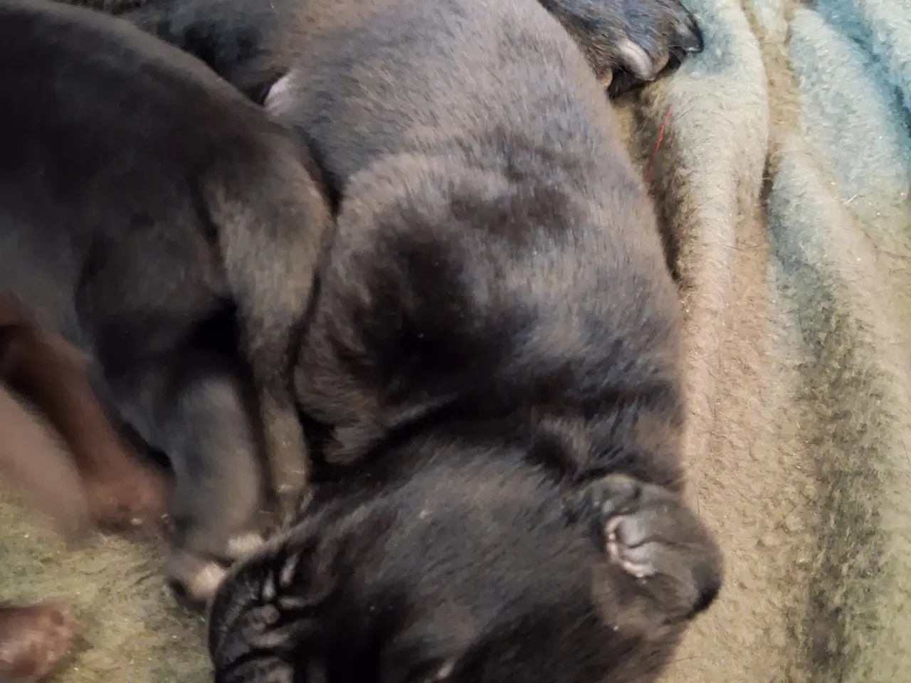 Billede 2 - F1 Labrador hvalpe