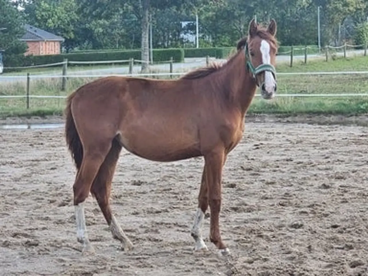 Billede 1 - 2 års Dansk Varmblod hoppe