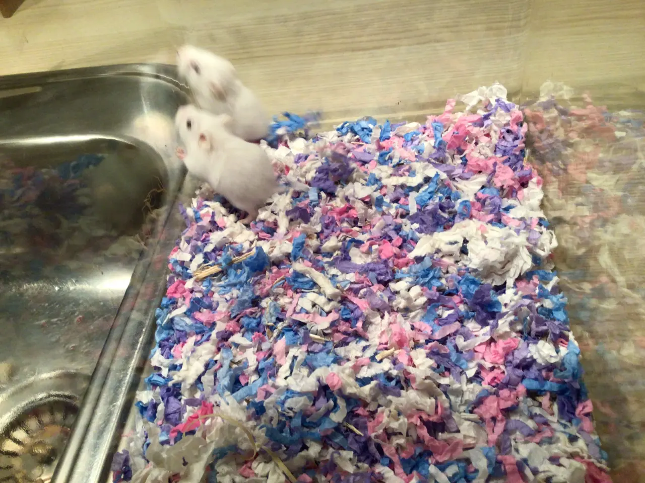 Billede 3 - Roborowski hamster