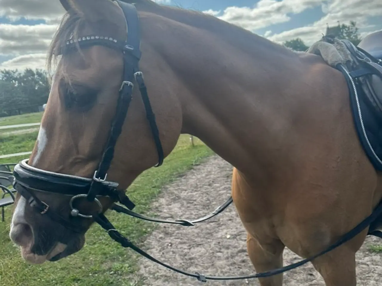Billede 5 - 2'er pony