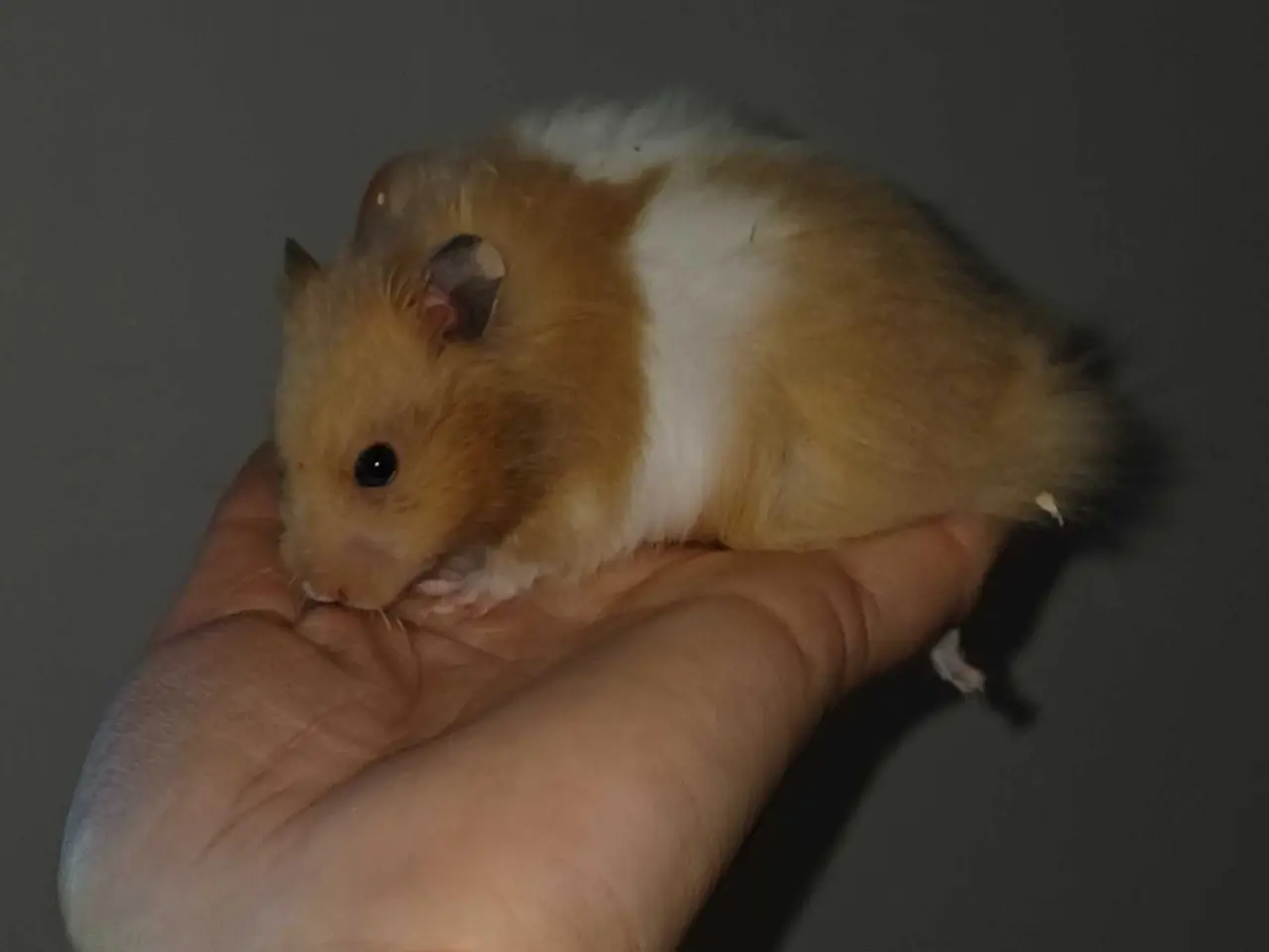 Billede 4 - Guldhamster unger