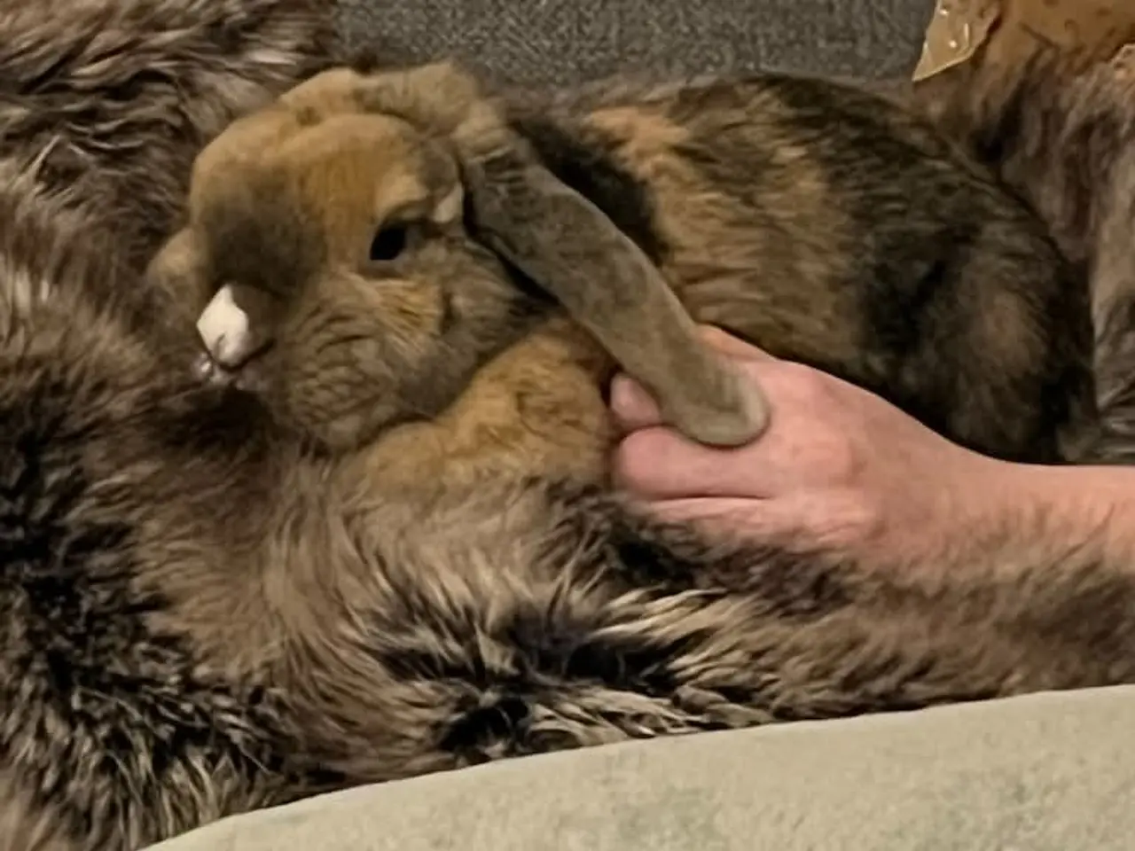 Billede 3 - 🐰 To søde og tamme dværgvæddere søger nyt hjem