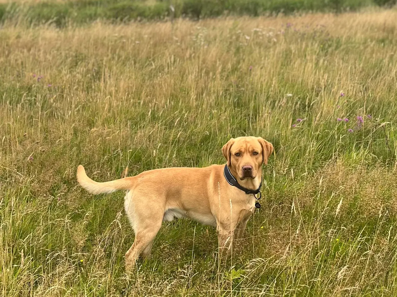 Billede 16 - Labrador hvalpe 