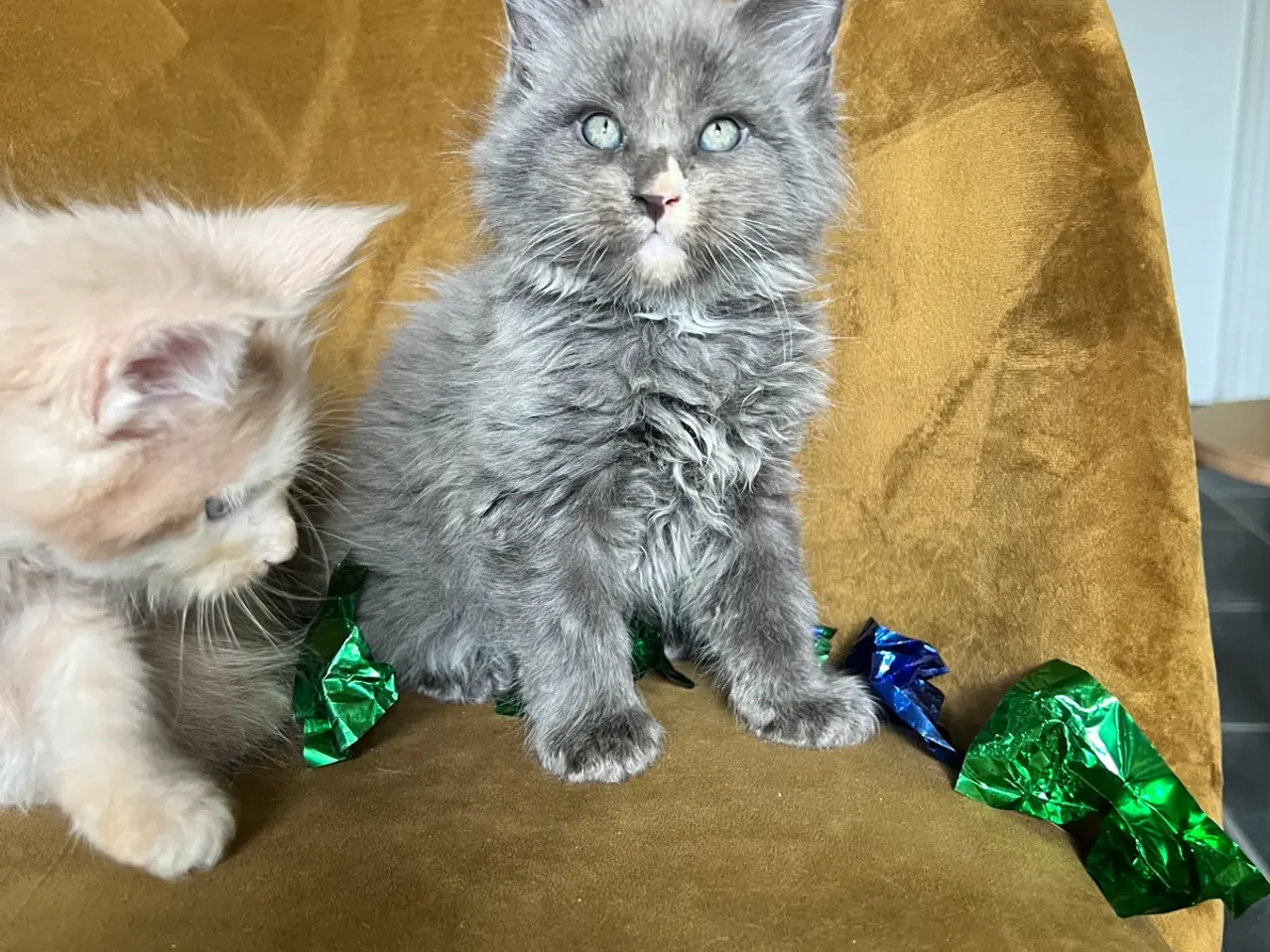 Billede 3 - Mainecoon killinger søger nye hjem