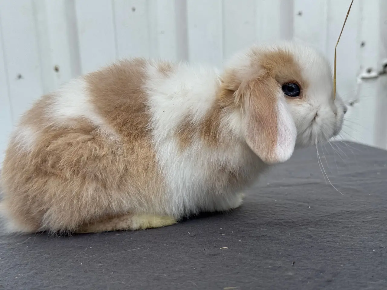 Billede 4 - Mini lops salgsklare