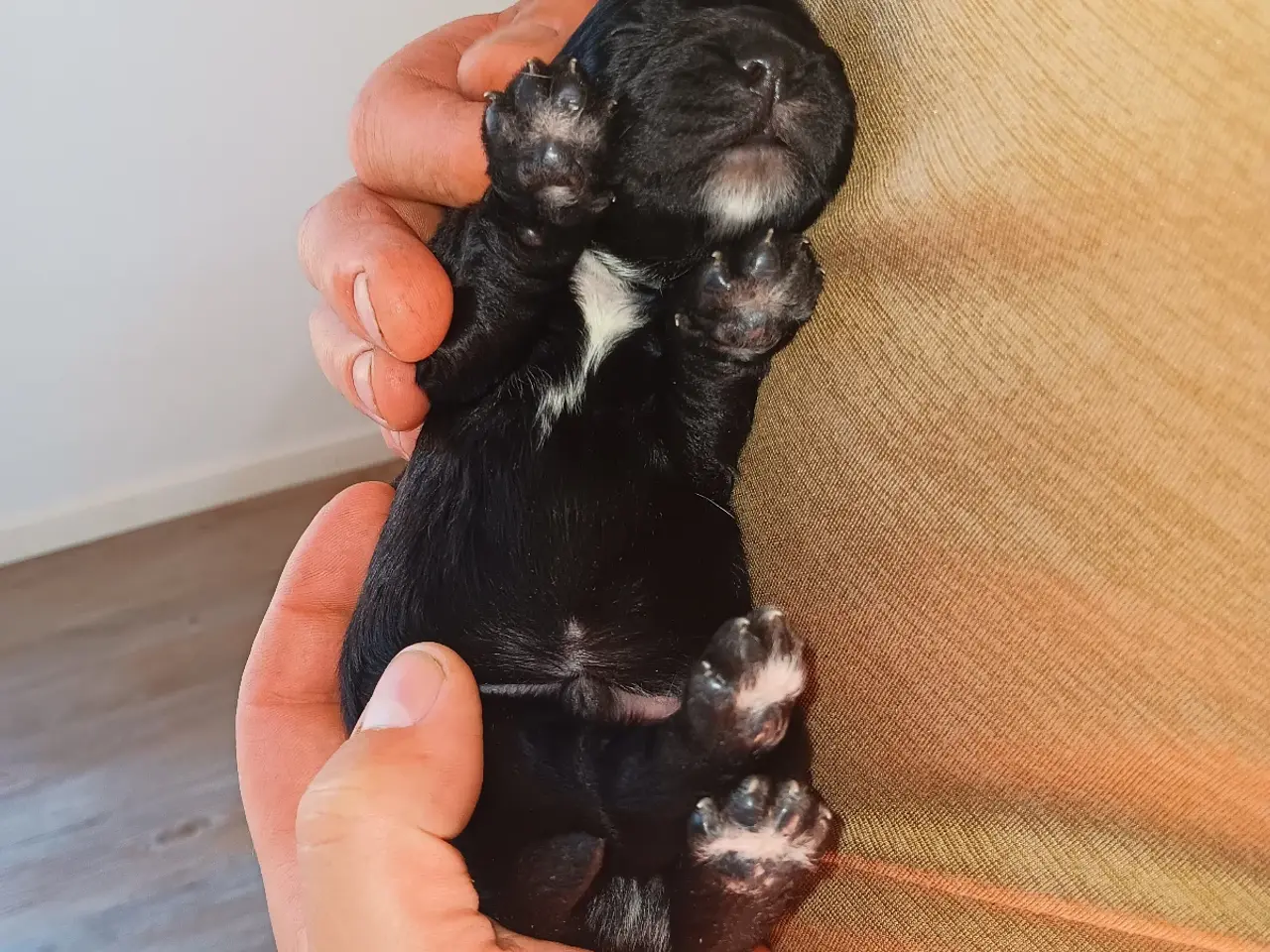 Billede 6 - FT cocker spaniel