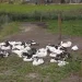 thorkildbuhr
