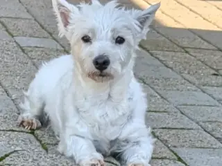 Silke søger ny familie