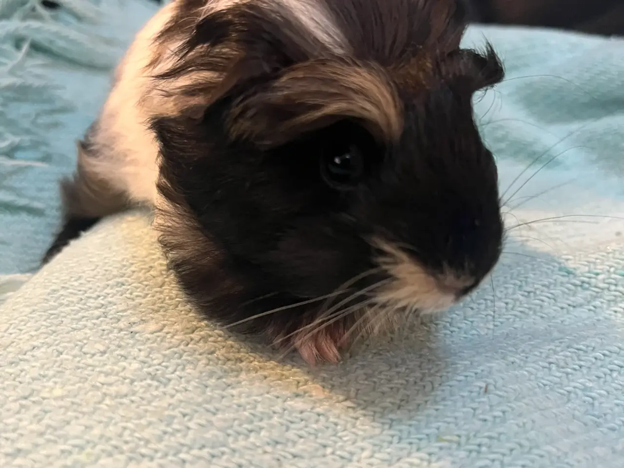 Billede 4 - Marsvin, han