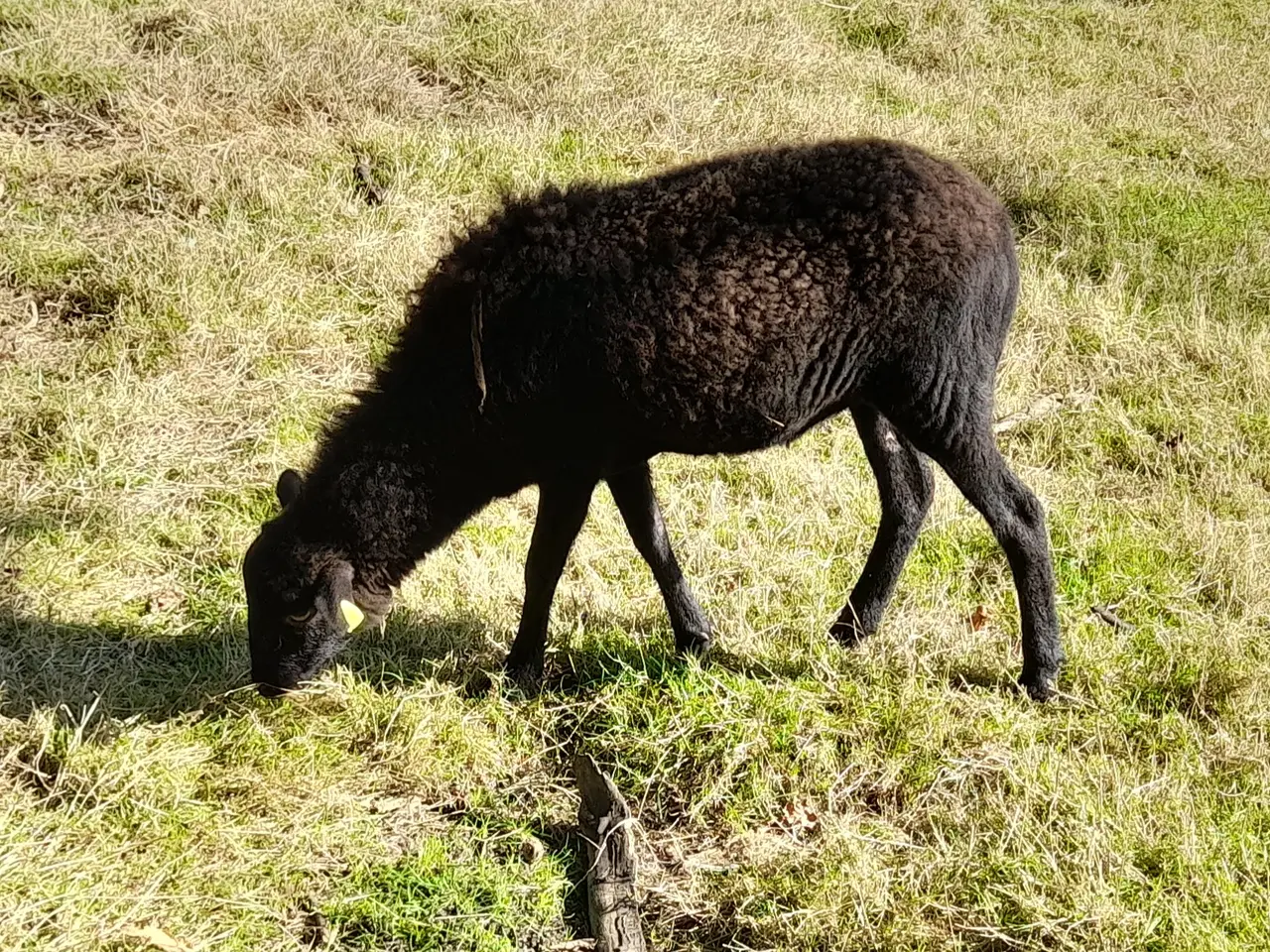 Billede 5 - mini får sælges og det er de mindste