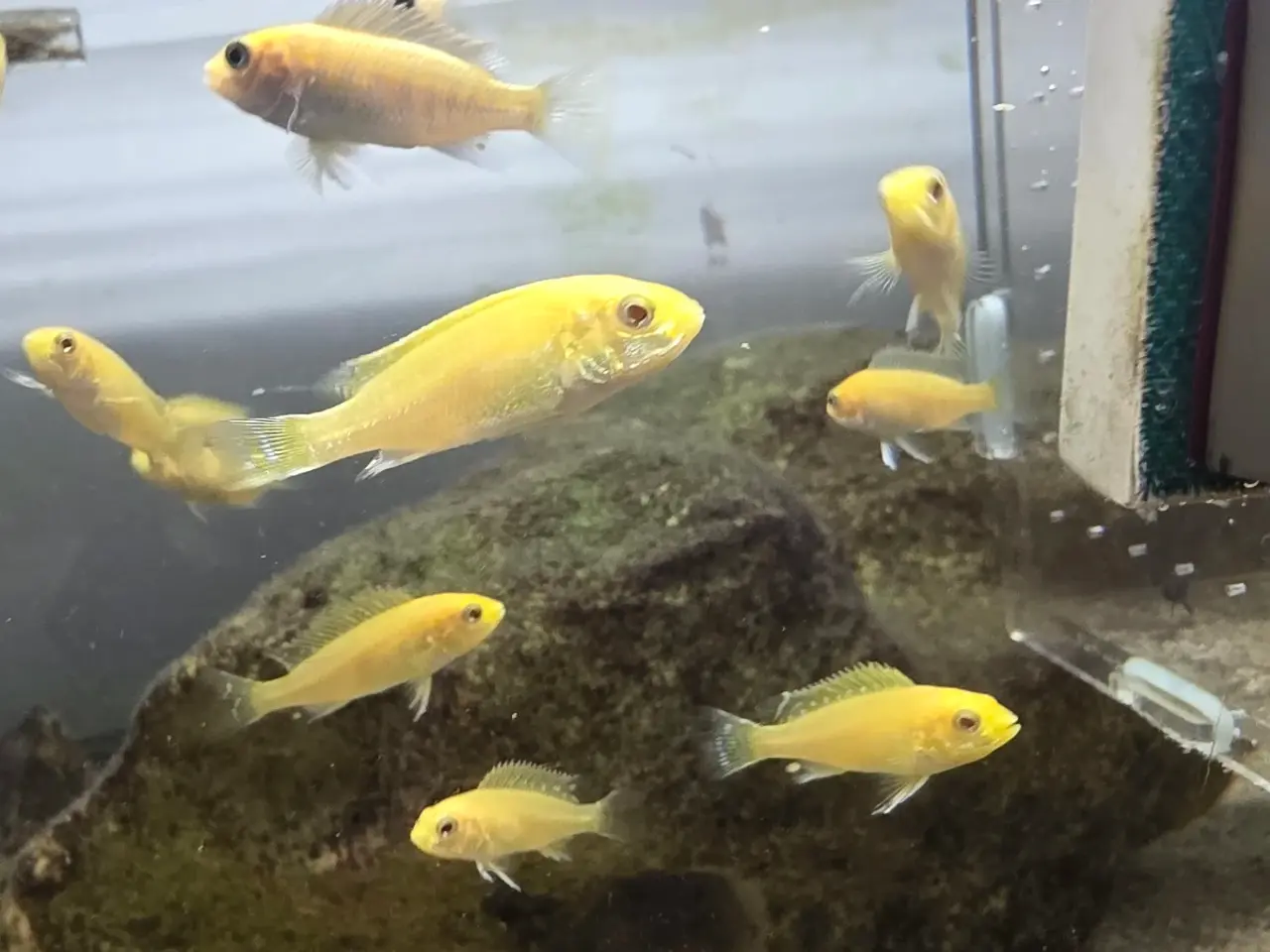 Billede 4 - Yellow Lab (Labidochromis caeruleus)