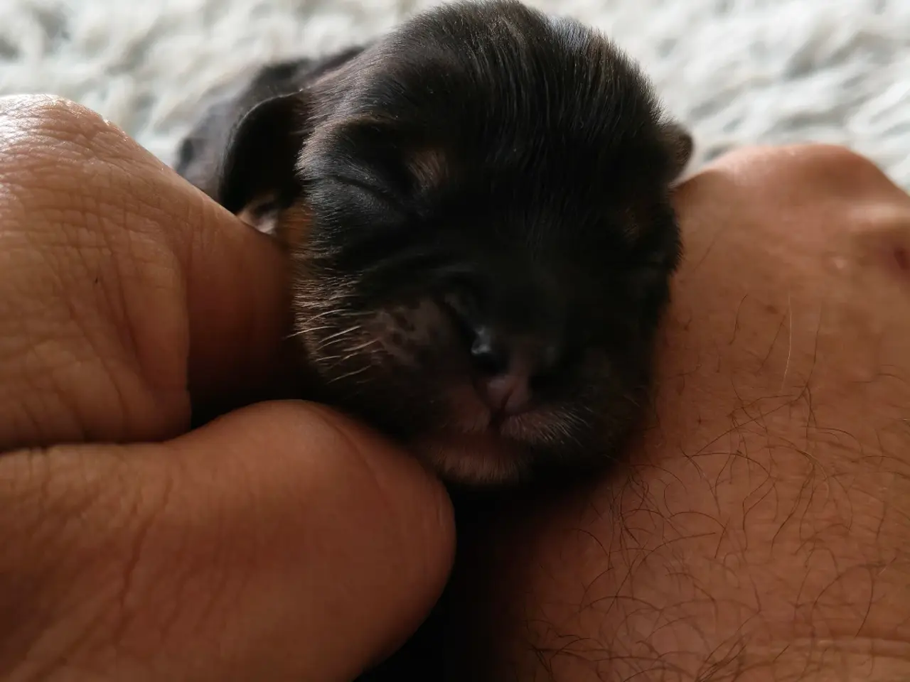 Billede 10 - Cavalier King Charles 