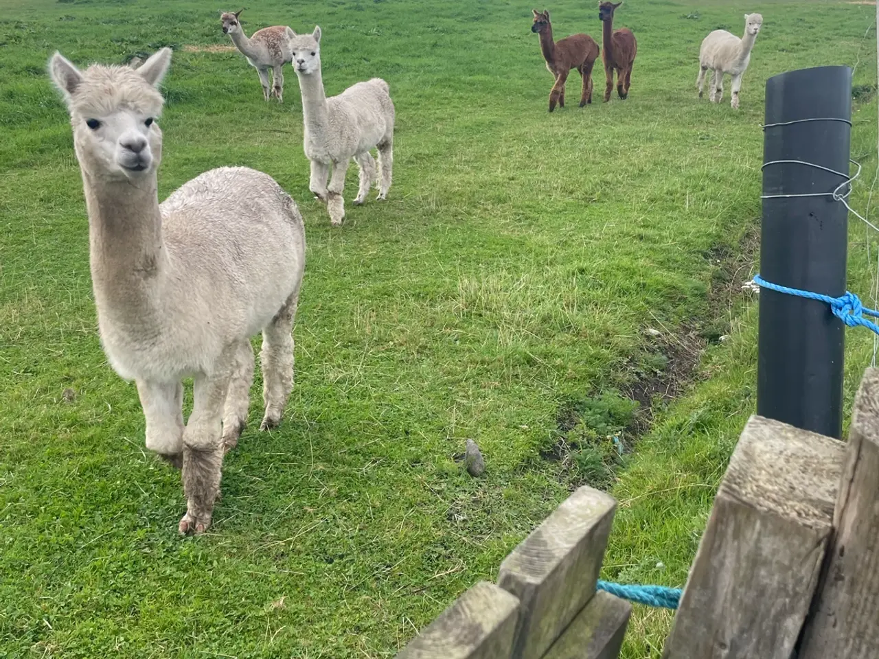 Billede 5 - Alpacaer sælges