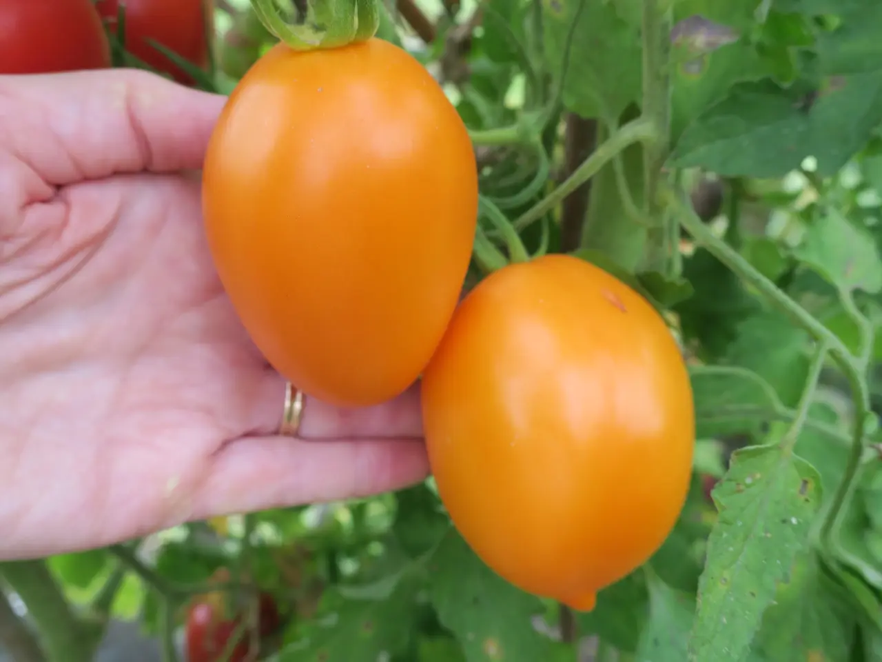 Billede 7 - Tomatfrø