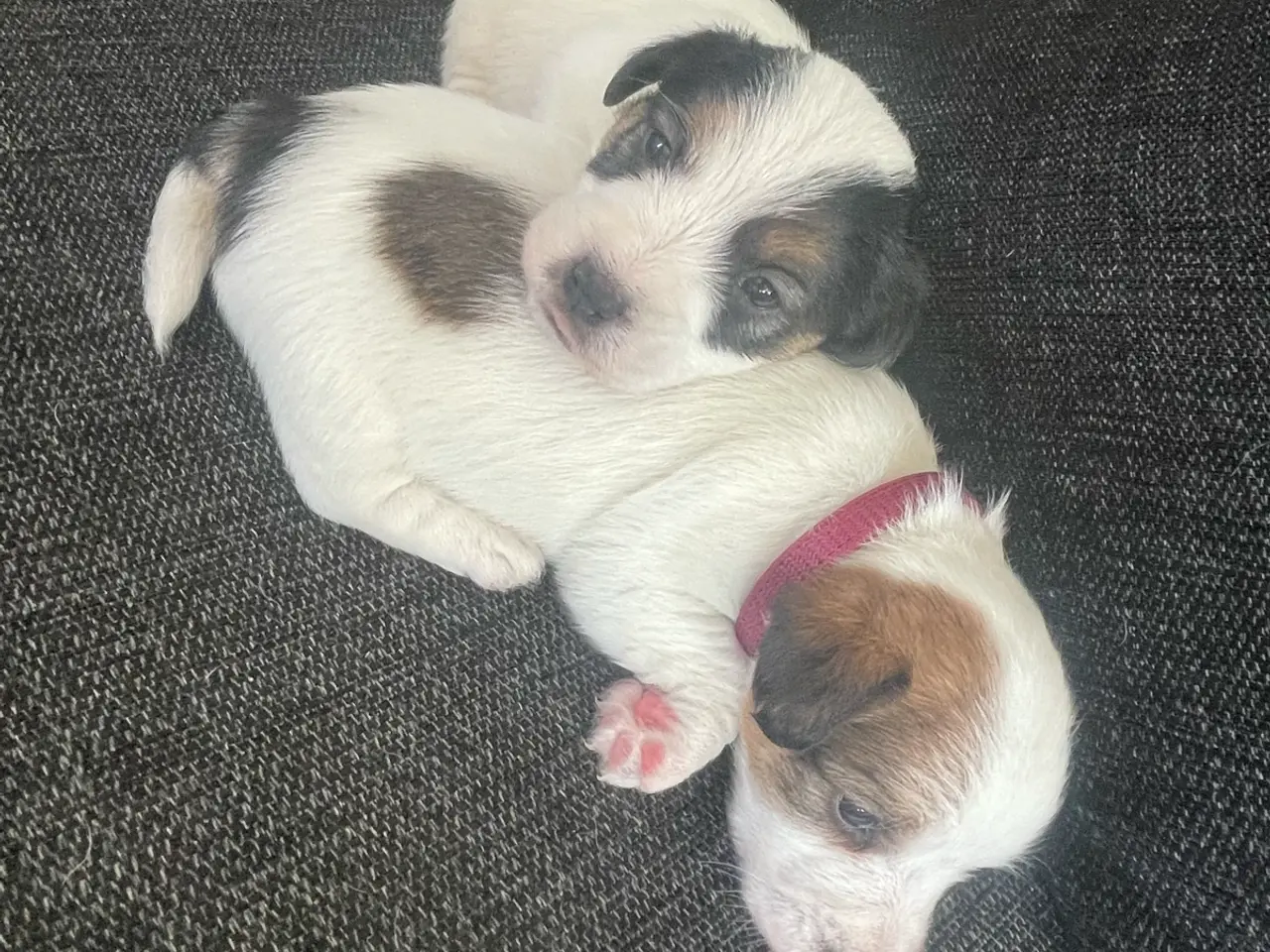 Billede 3 - Fineste DKK Jack Russel hvalpe