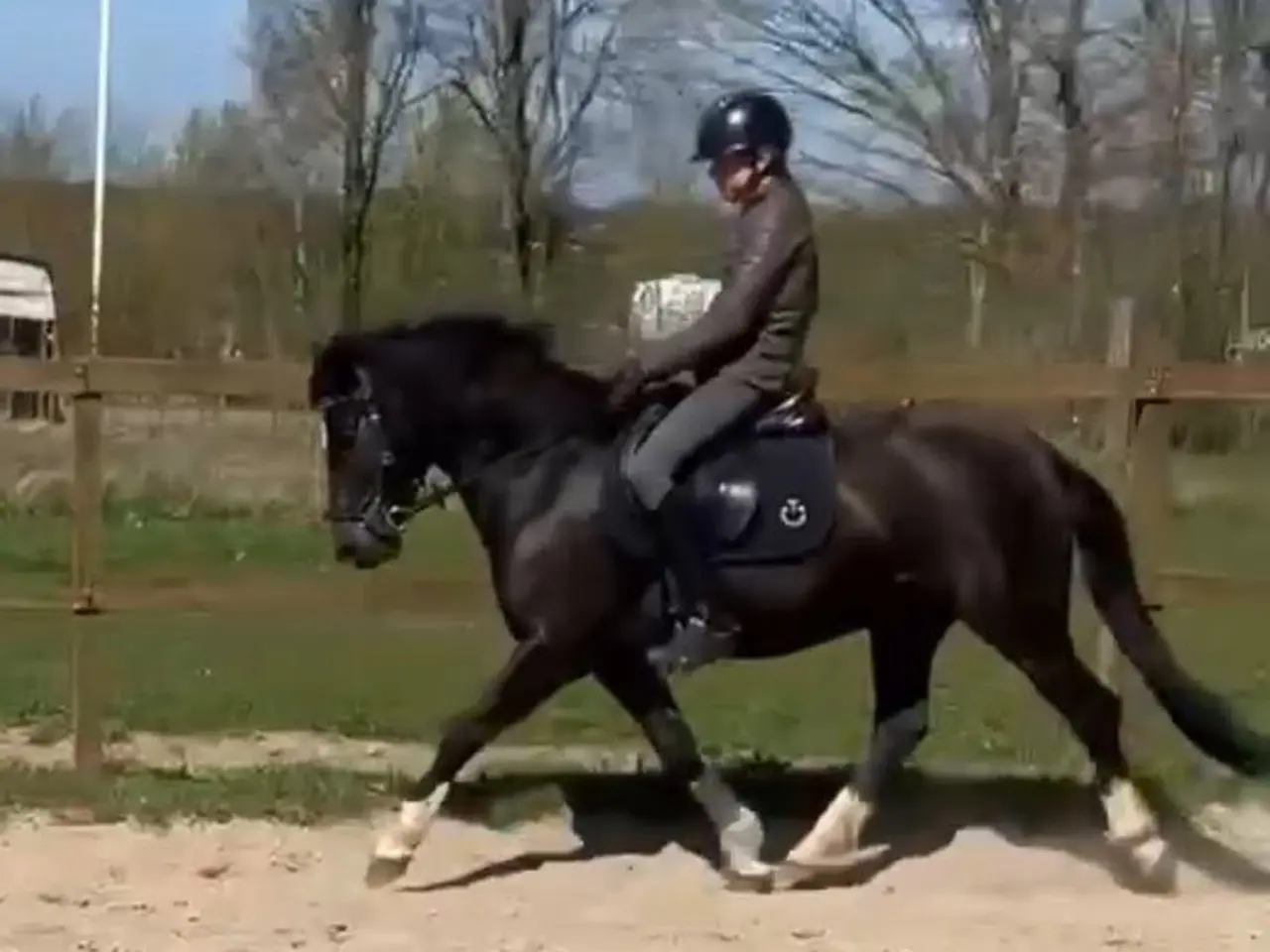 Billede 16 - Max kat 3,super børnepony
