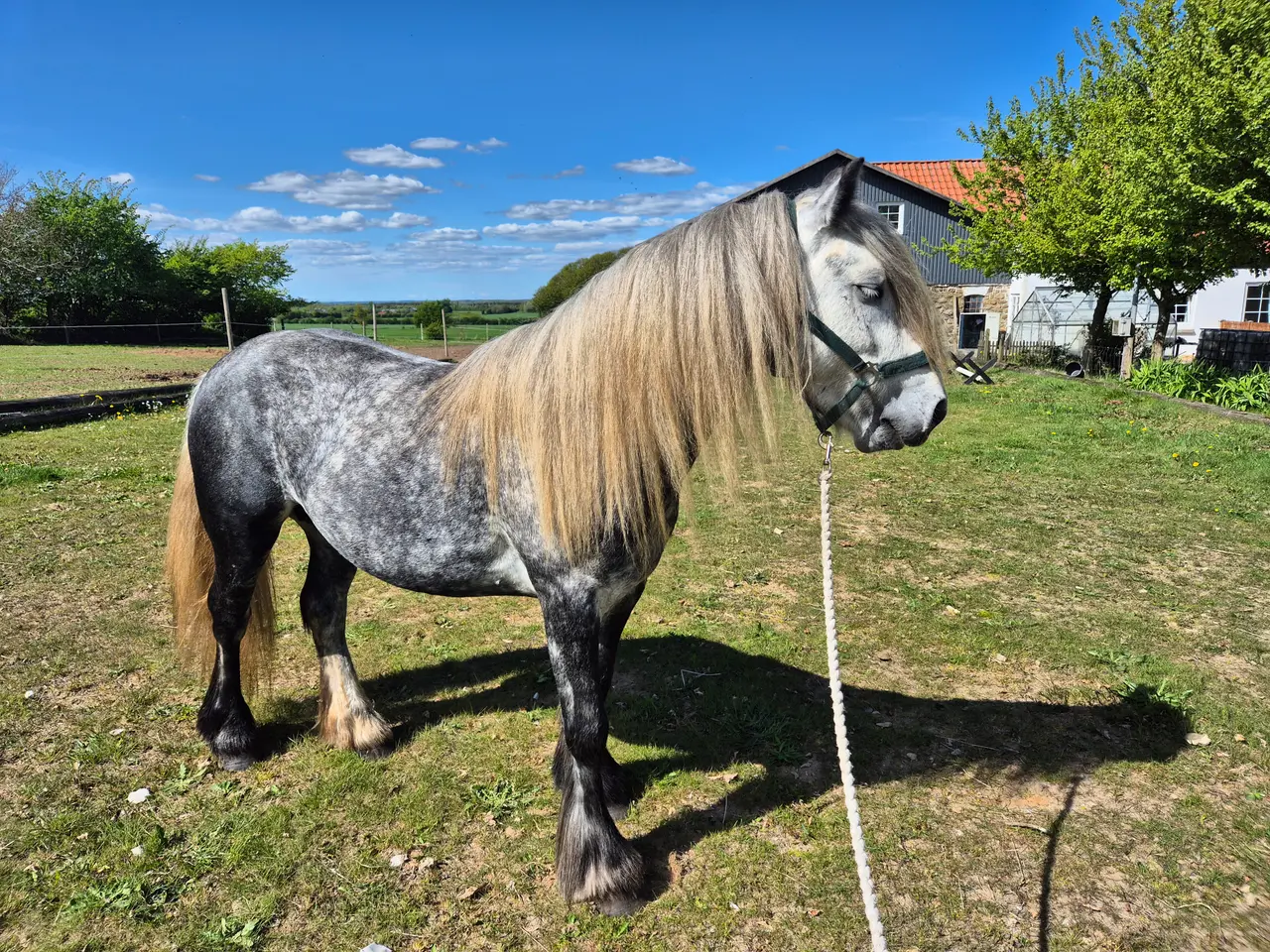 Billede 4 - Fellpony dreng 