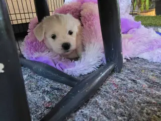 Hvalpe sælges - Coton de Tulear