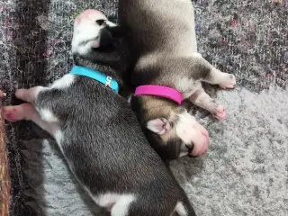 Siberian Husky hvalpe søger hjem start september - 5