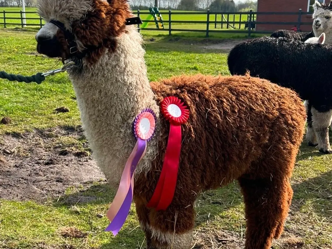 Billede 3 - Alpaca hingst sælges
